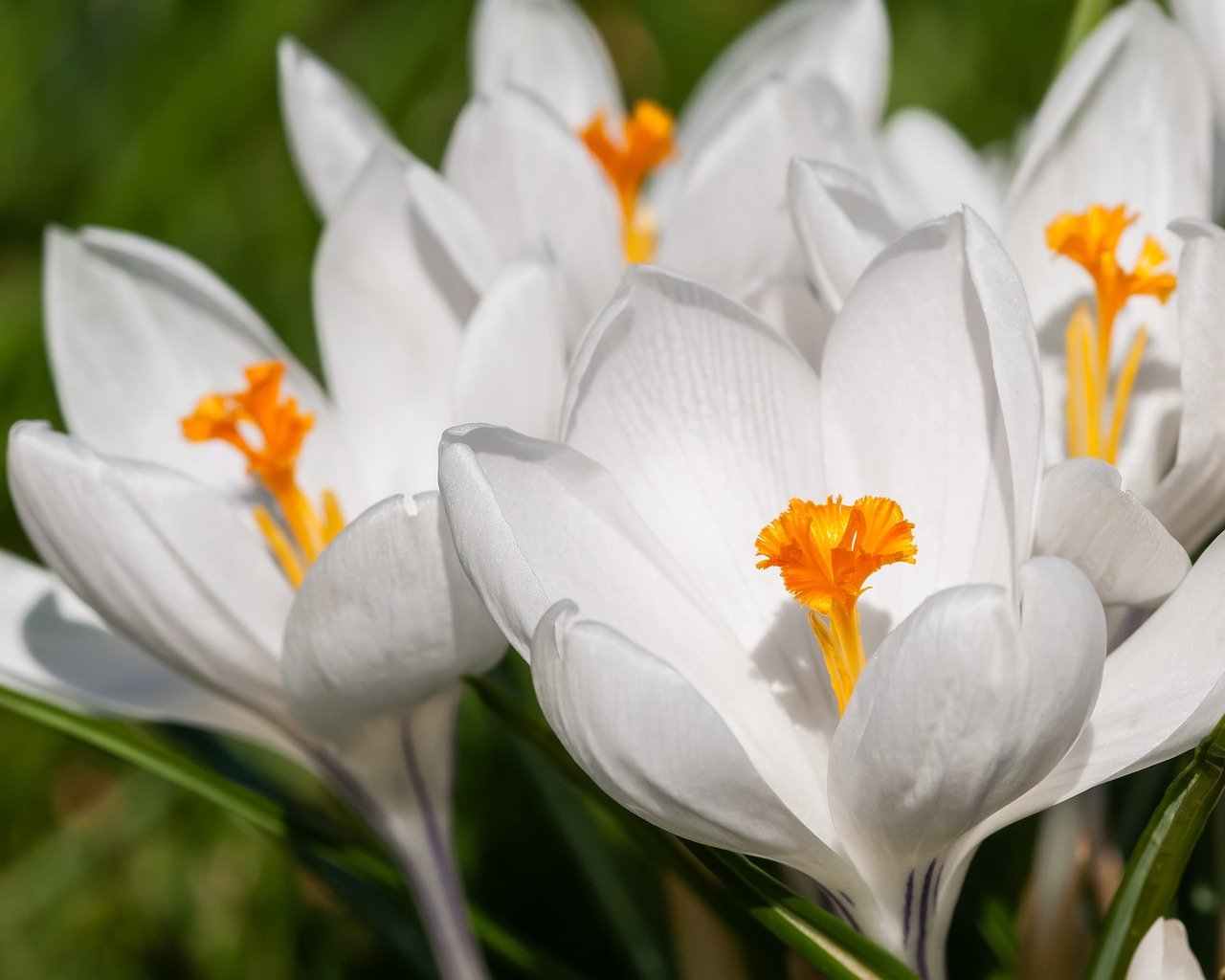 flower, nature, bloom, flower wallpaper, blossom, plant, flower background, spring, flora, petals, beautiful flowers, crocus