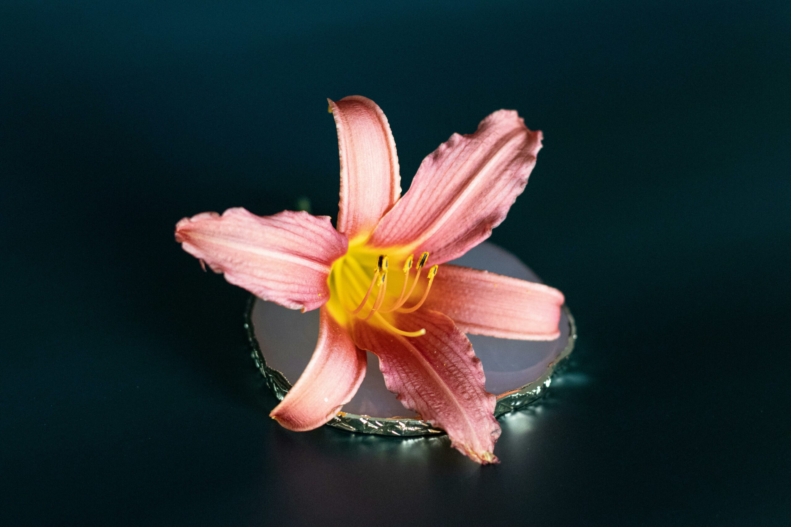 Close-up of a vibrant pink daylily on a dark background, showcasing its delicate petals and vibrant colors.